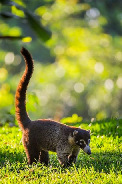 El Coatí